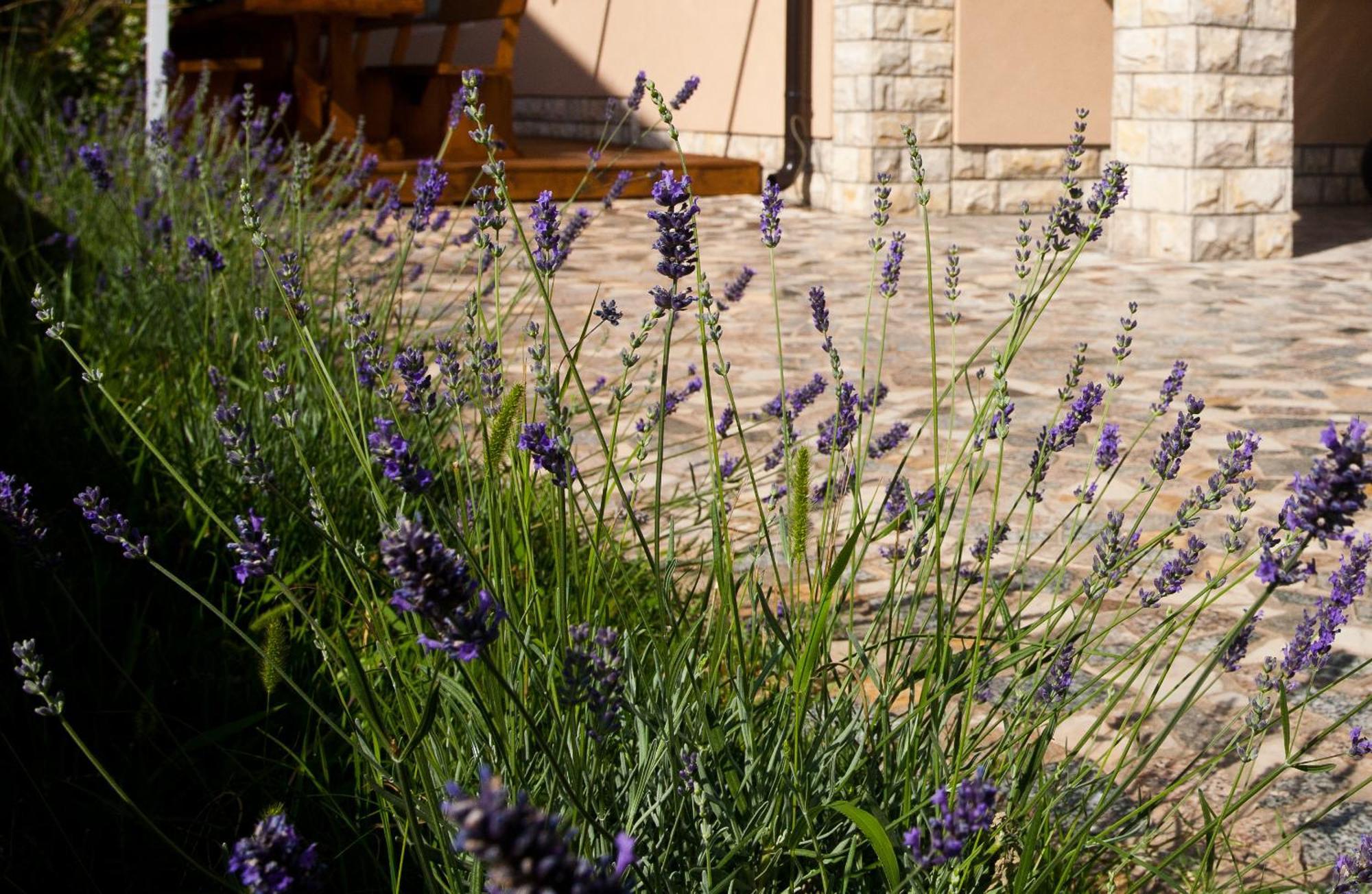 Bed & Breakfast Mario Krk Town Buitenkant foto